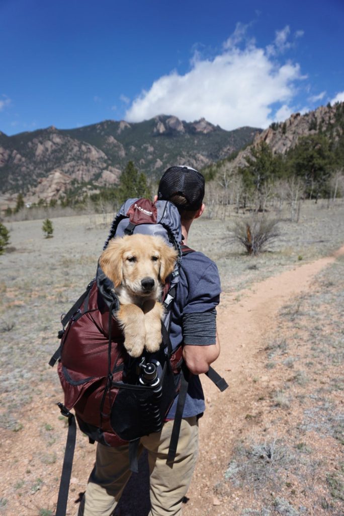 Dog in backpack on hike