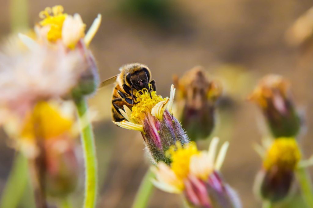 bees plants