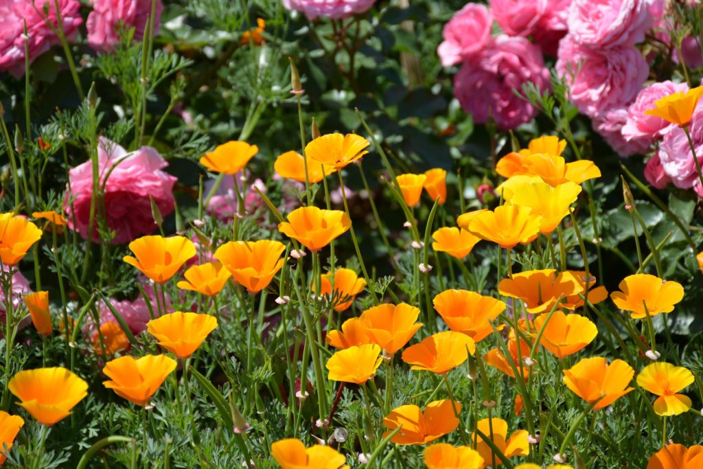 Image of California poppies