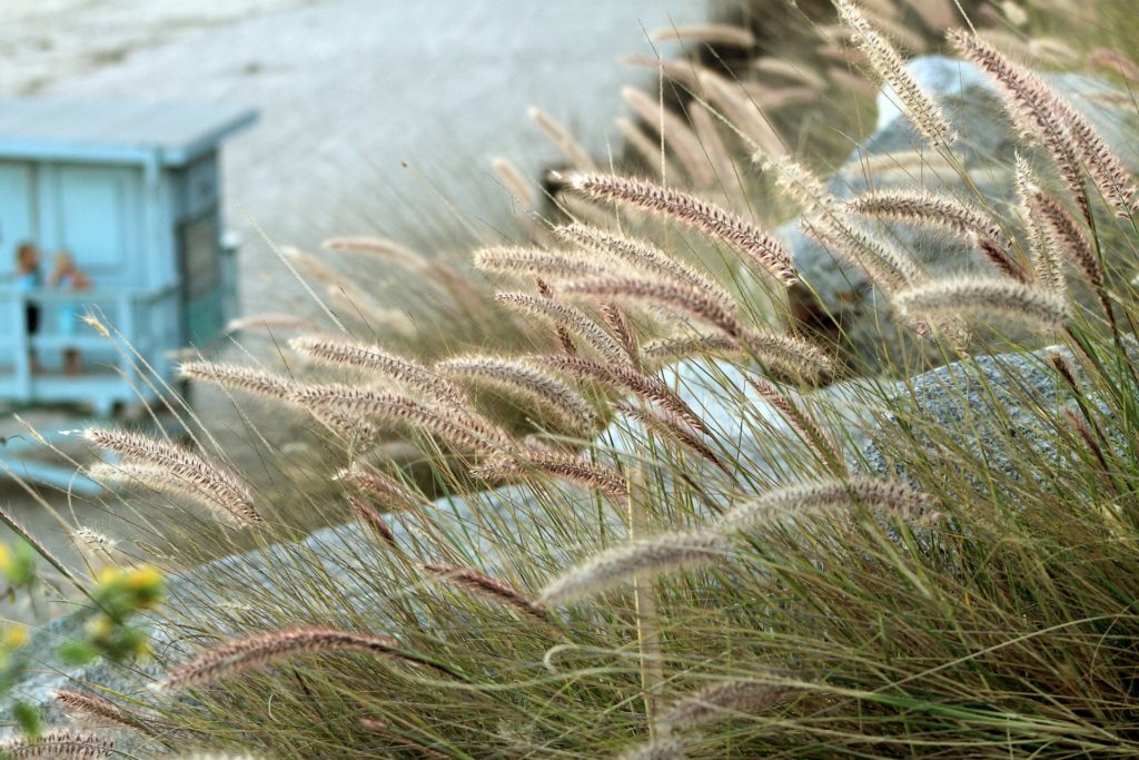 malibu beach grass with lifeguard station in background