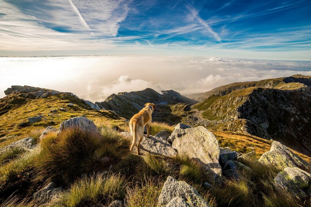 dog on mountain trail