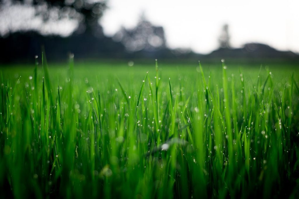 Practice Efficient Irrigation Techniques and Tools