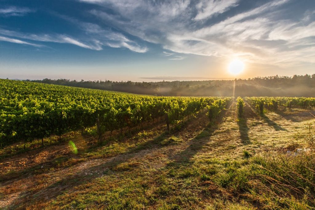 Malibu Wines Vineyard