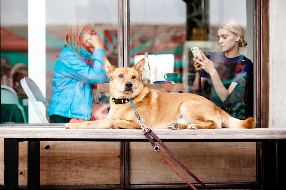 Dog at a restaurant