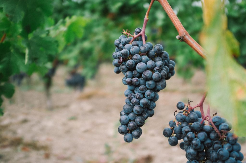 fresh grapes growing