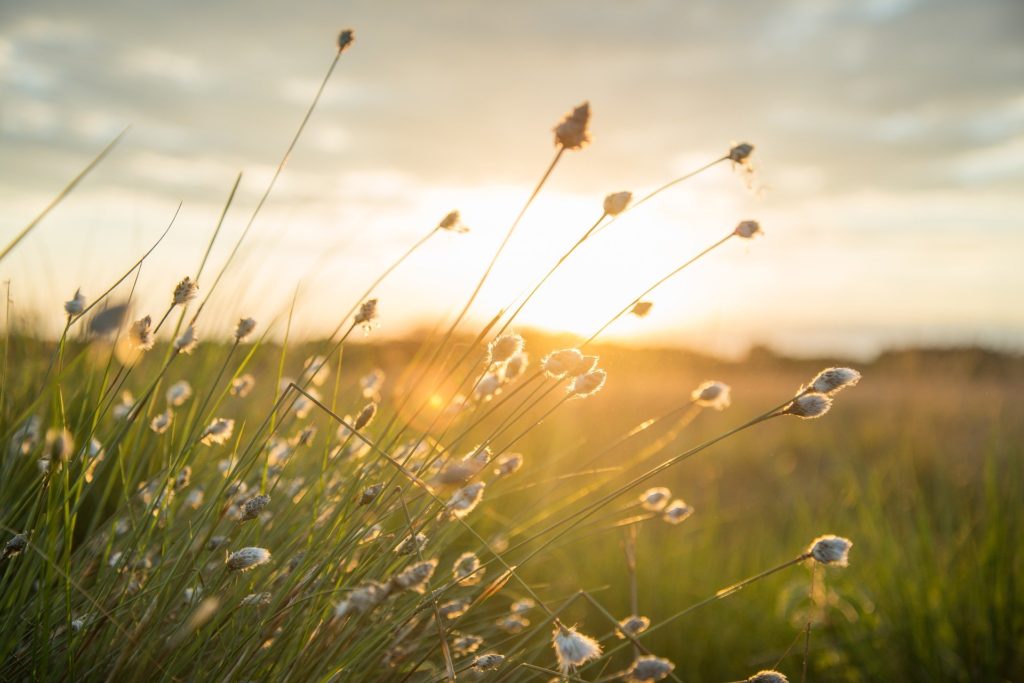 tall grass plumes in field with sunset in background