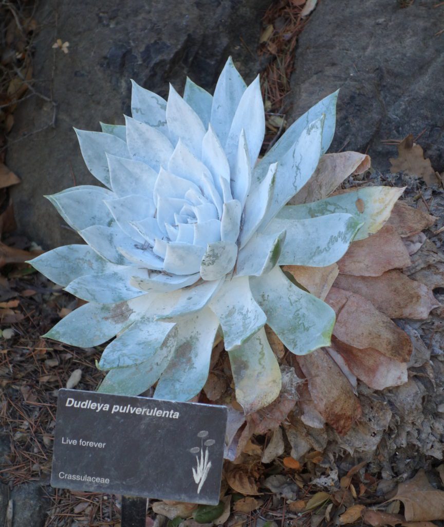 Image of Chalk Dudleya plant