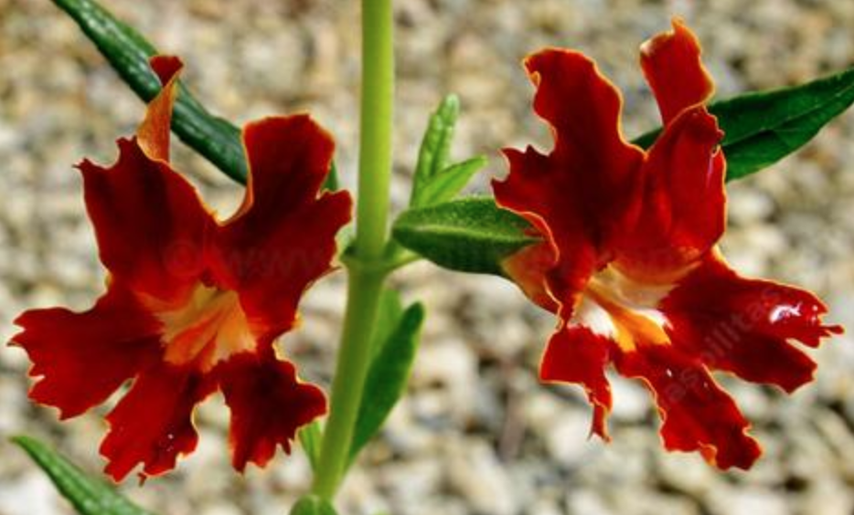 Image of Monkey flower 