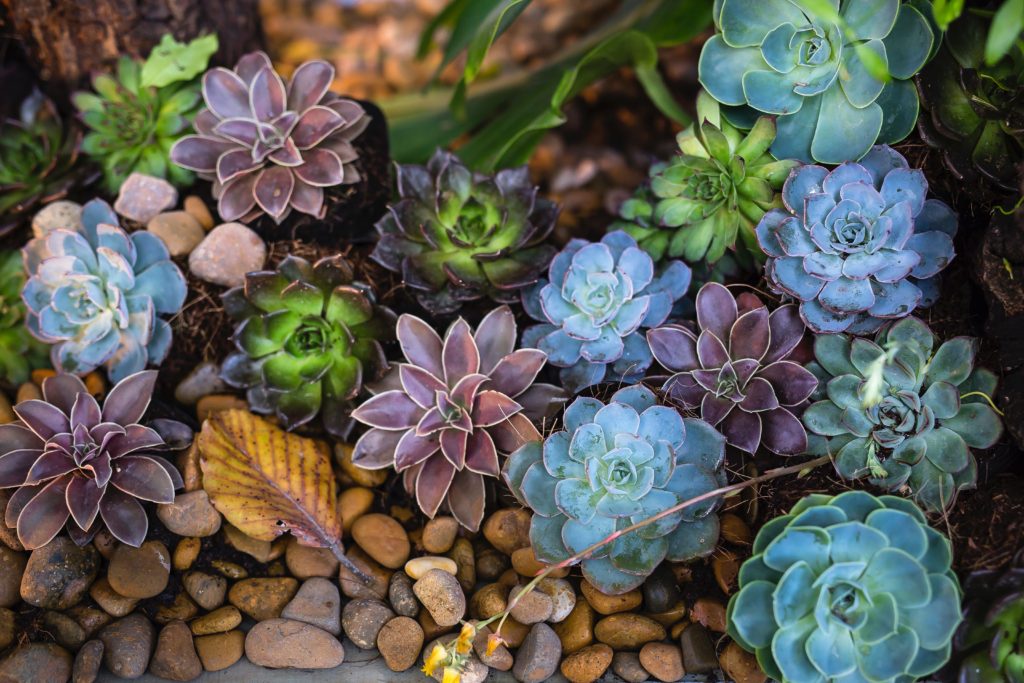 Multiple color succulent garden