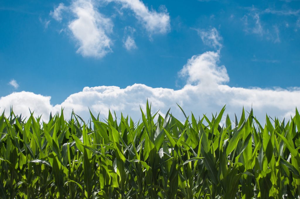 Grass with blue sky in the background