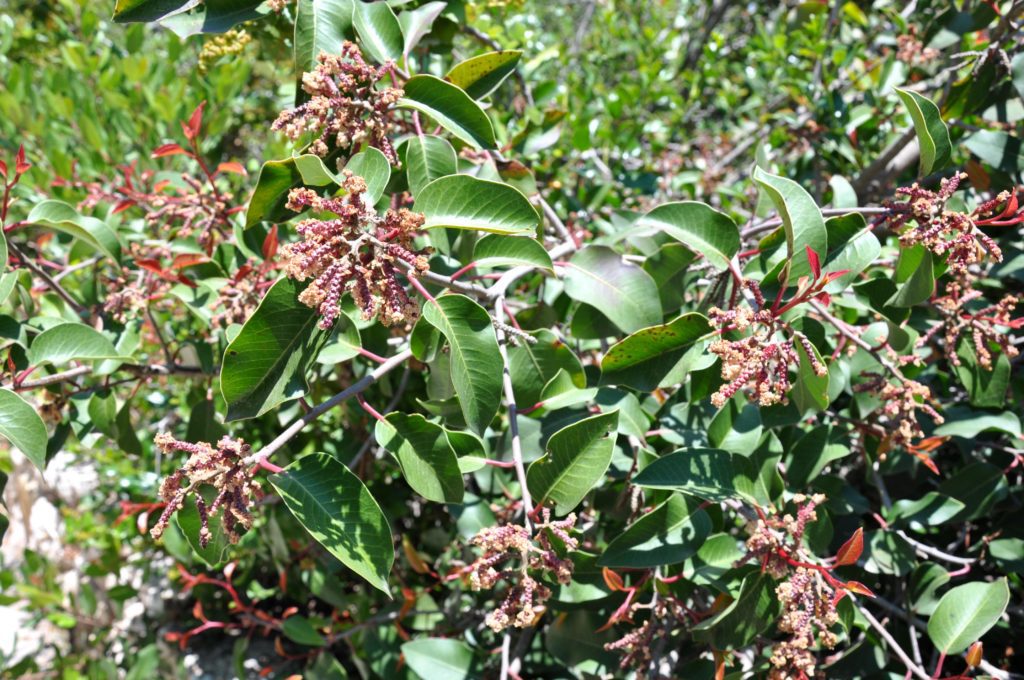 Image of sugar bush flower