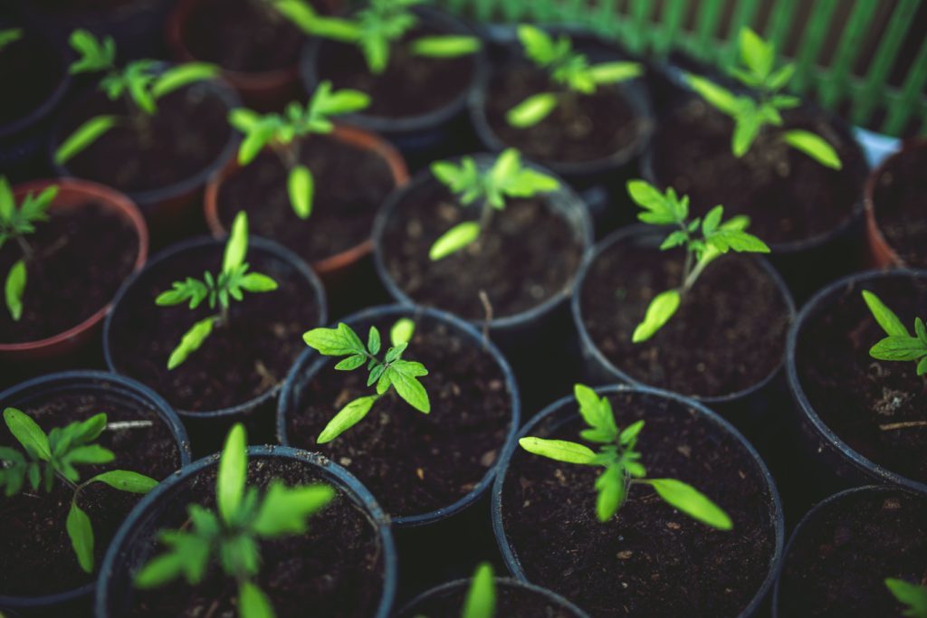 potted plants