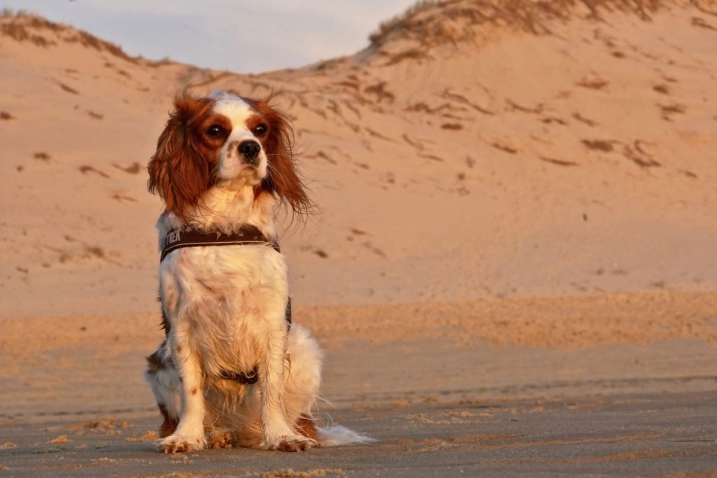 dog on beach with sand dune in background