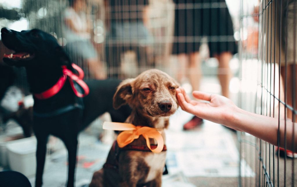 dog being touched through cage