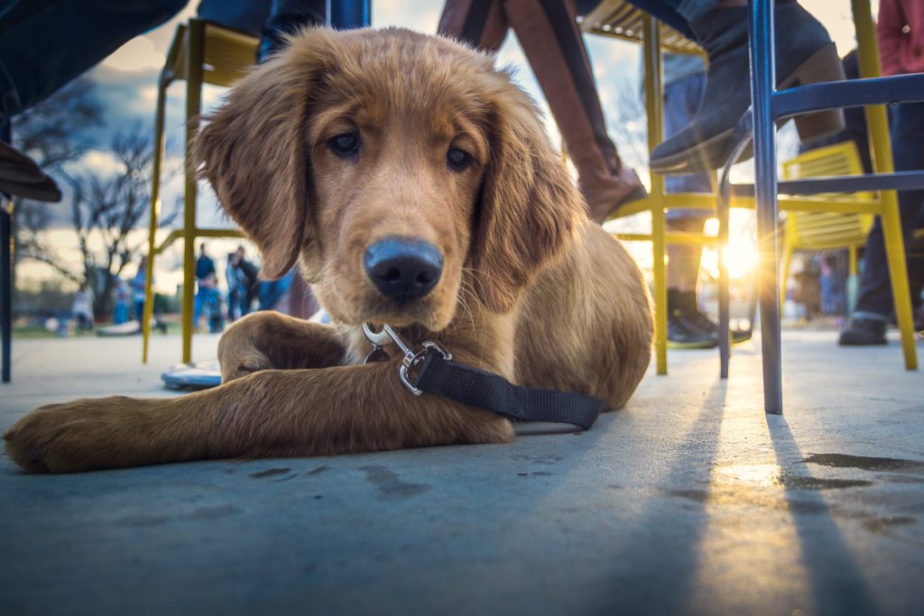 dog laying outside restaurant