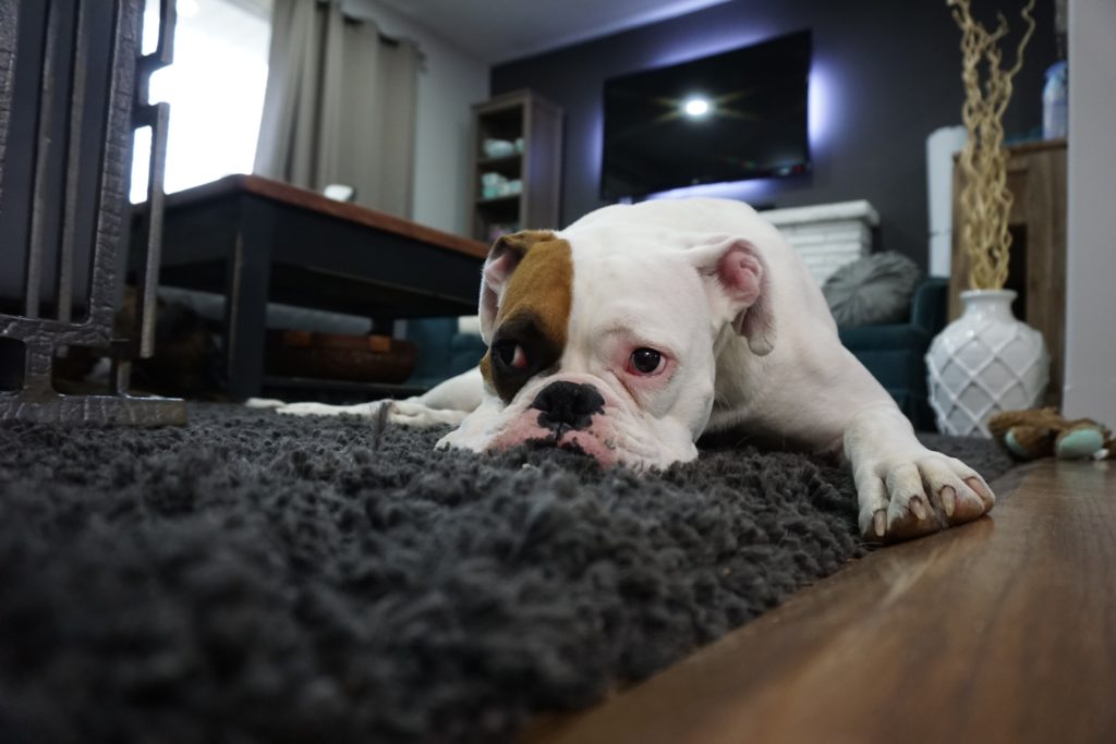 English bulldog on carpet in home