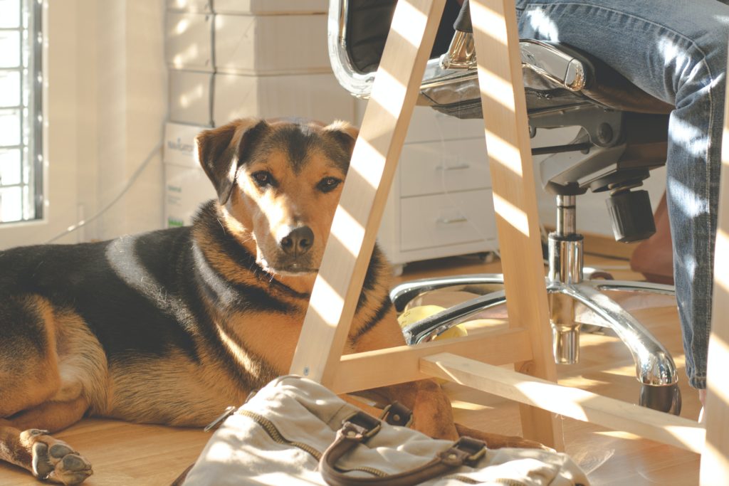 dog on floor of home office