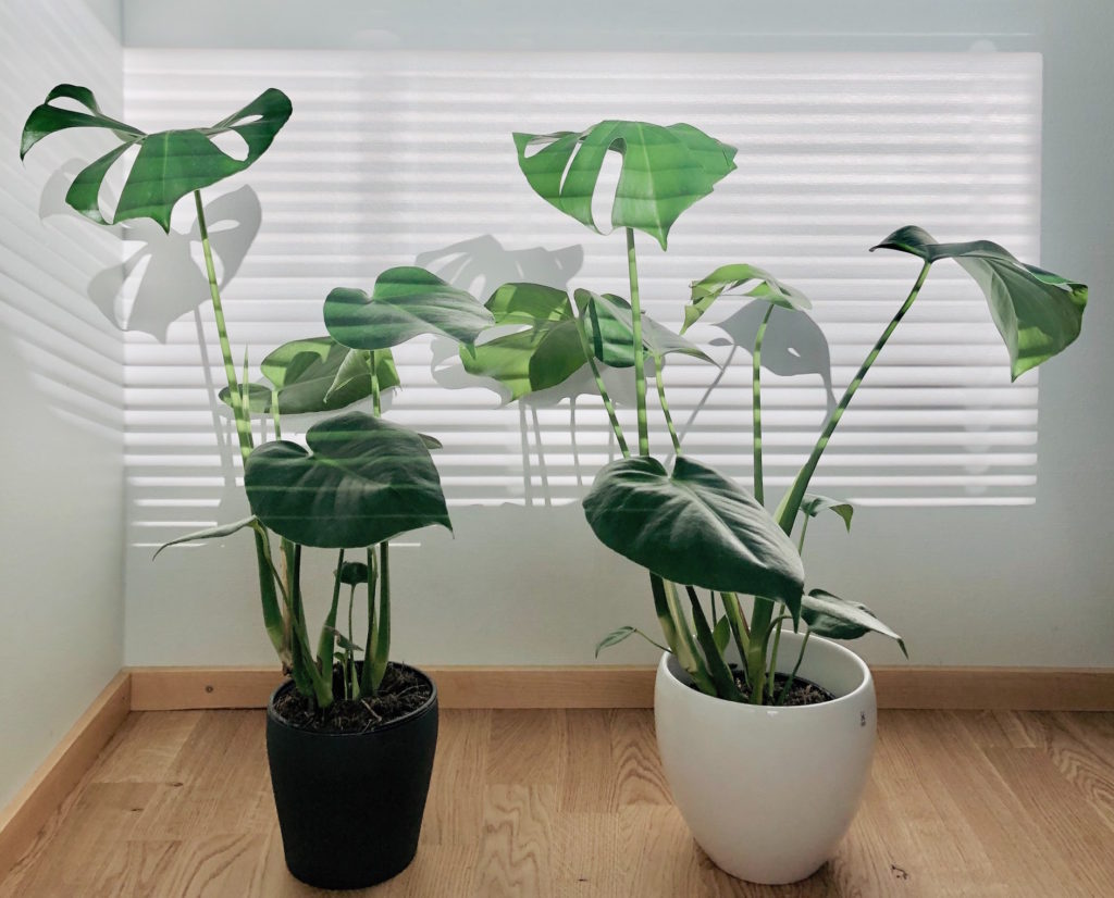plants in your home
