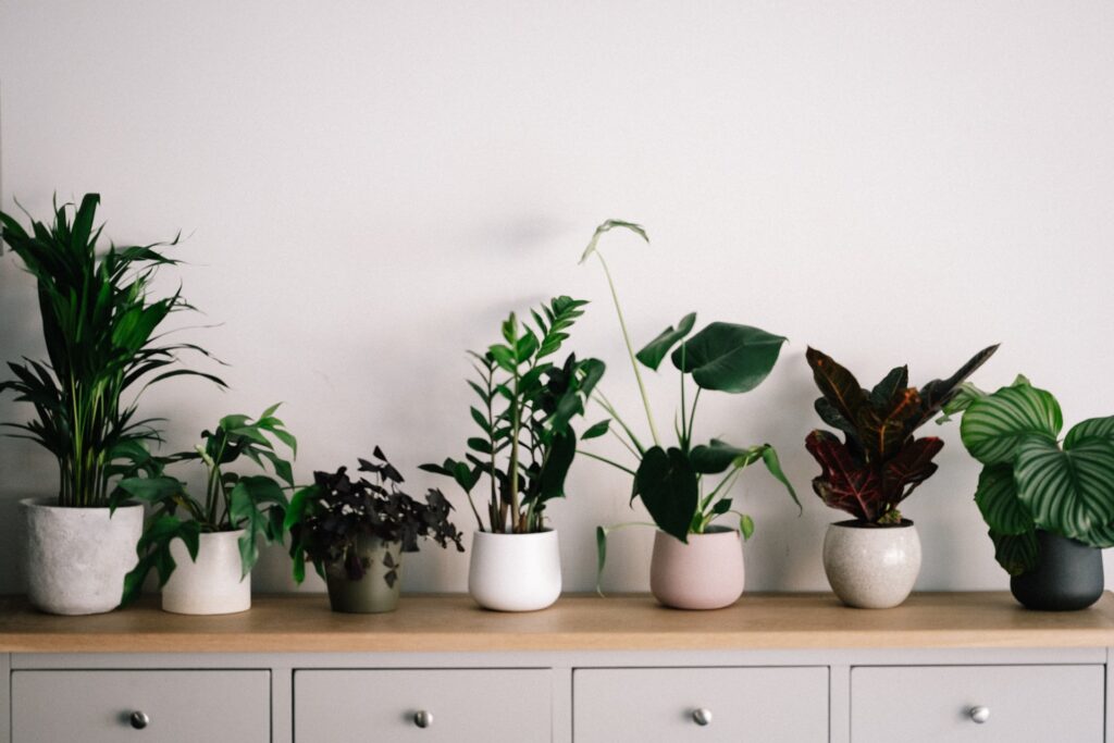 houseplants for beginners