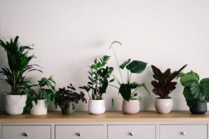 houseplants for beginners