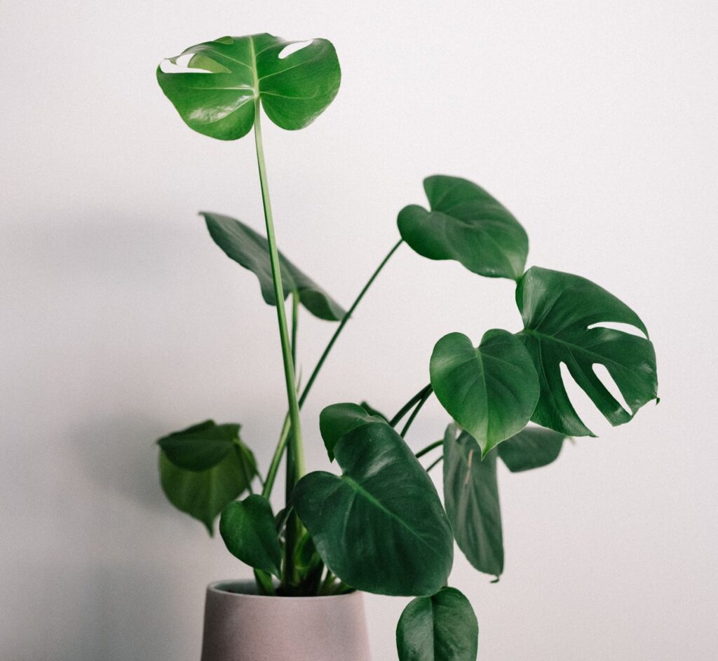 monstera deliciosa