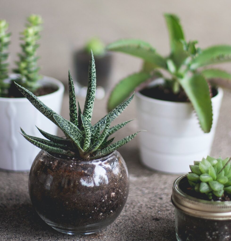 cacti and succulents