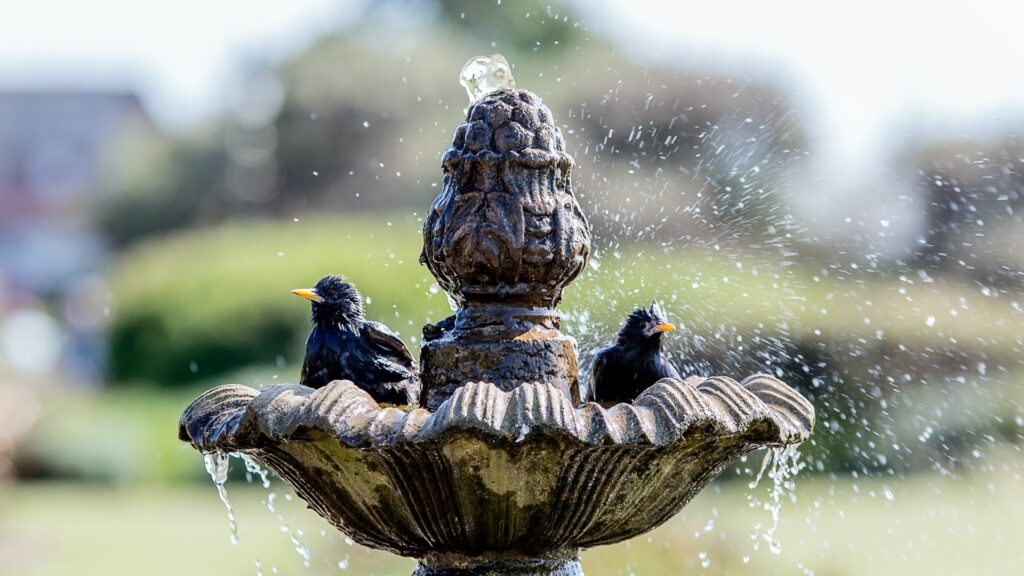 birdbath landscape feature