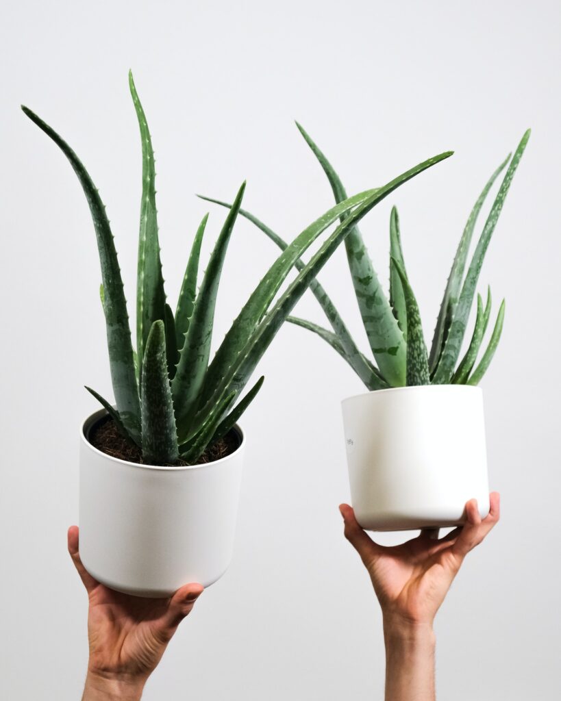 aloe vera plant