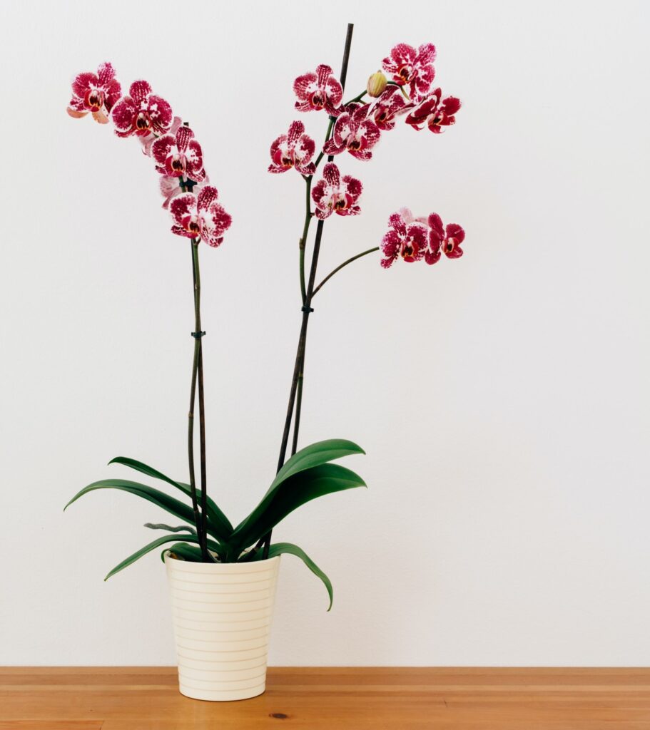 orchid plant