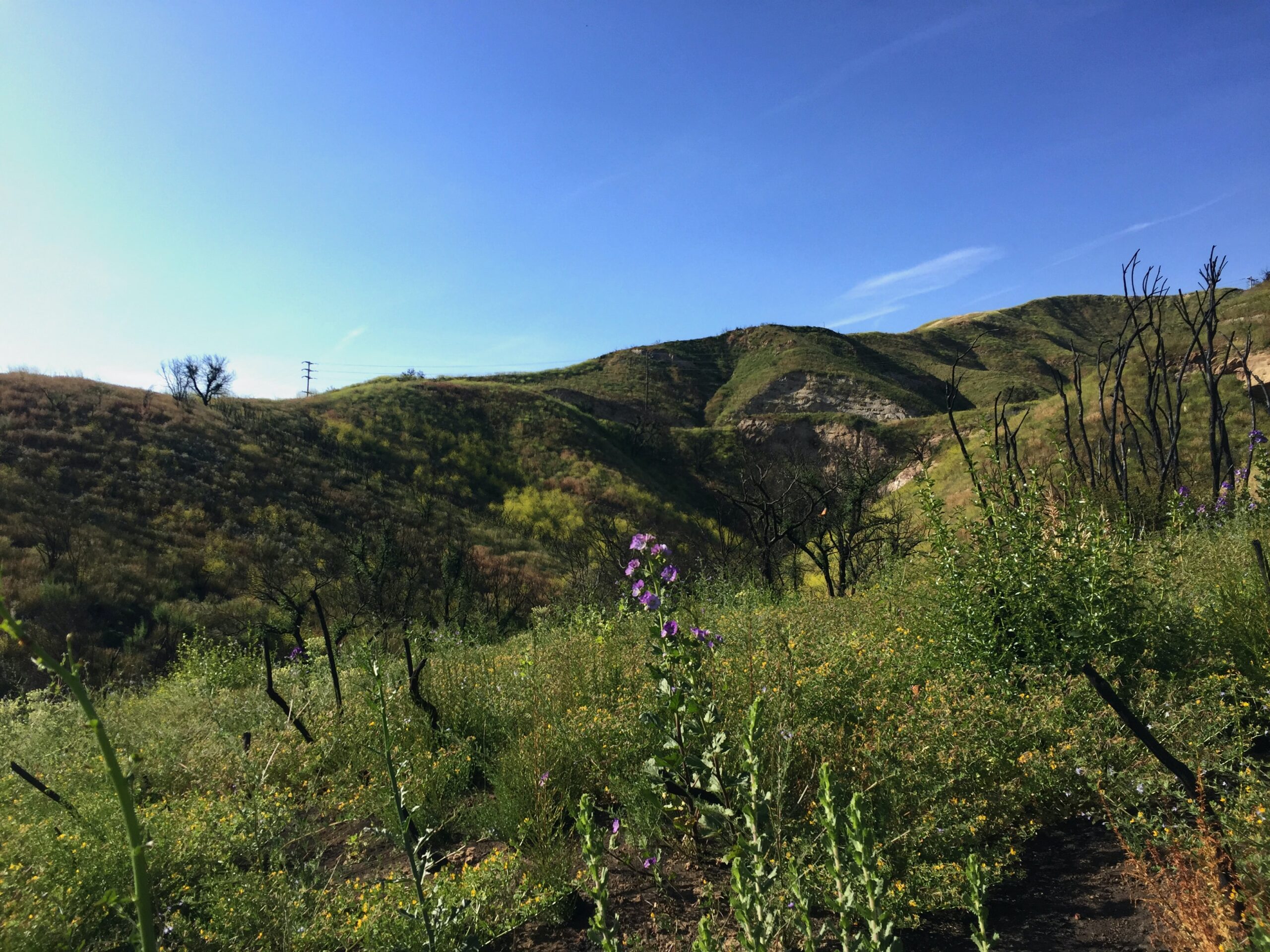 Spring in Agoura Hills