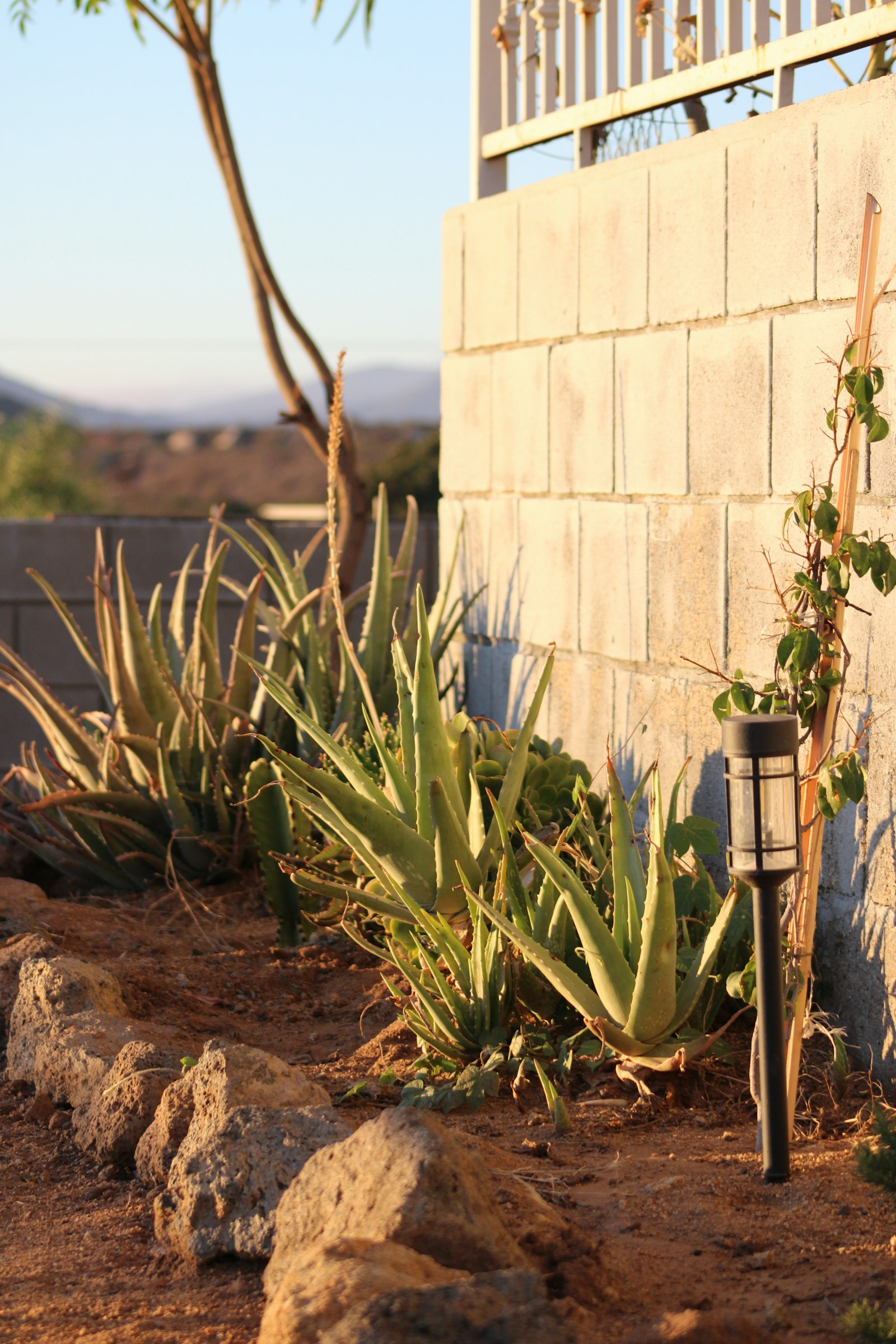 Aloe and succulent fire-wise landscaping for Southern California