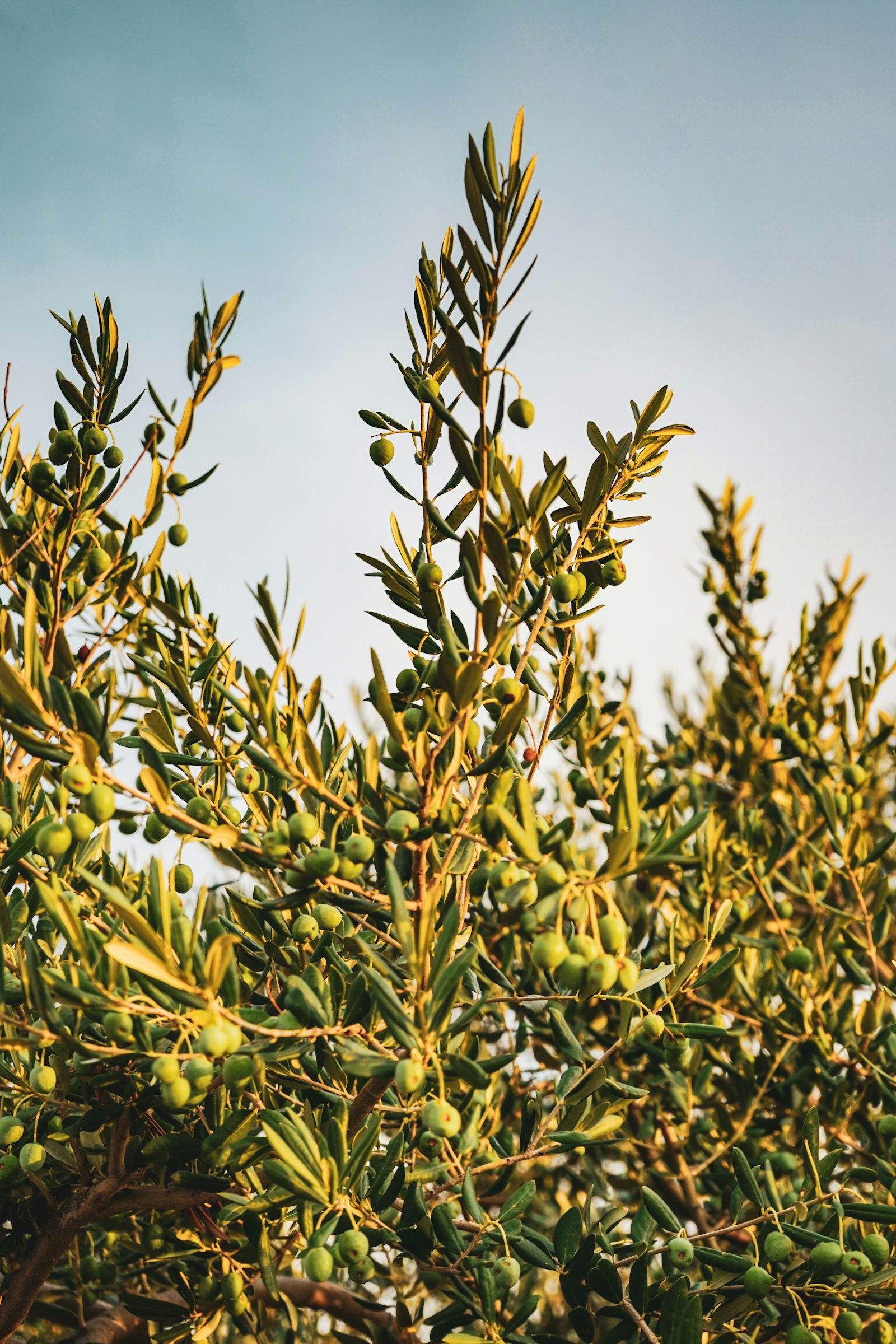 Mature olive trees lining a Mediterranean-style driveway