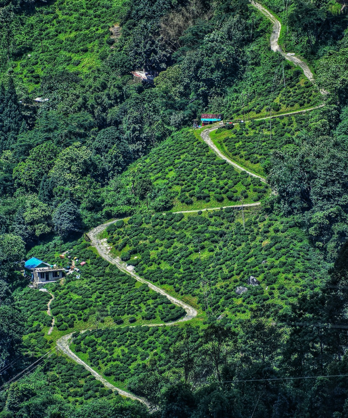Lush green hillside at Malibu Creek State Park near Calabasas California