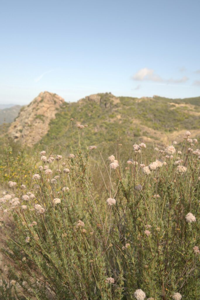 Wildflowers and chaparral along a Santa Monica Mountains ridgeline trail near Newbury Park