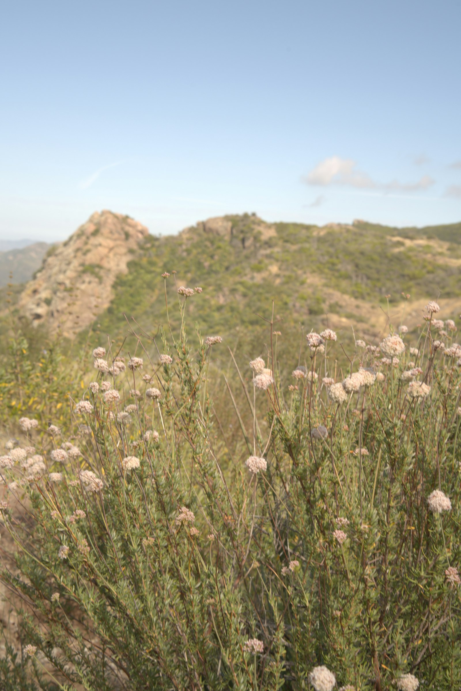 Wildflowers and chaparral along a Santa Monica Mountains ridgeline trail near Newbury Park